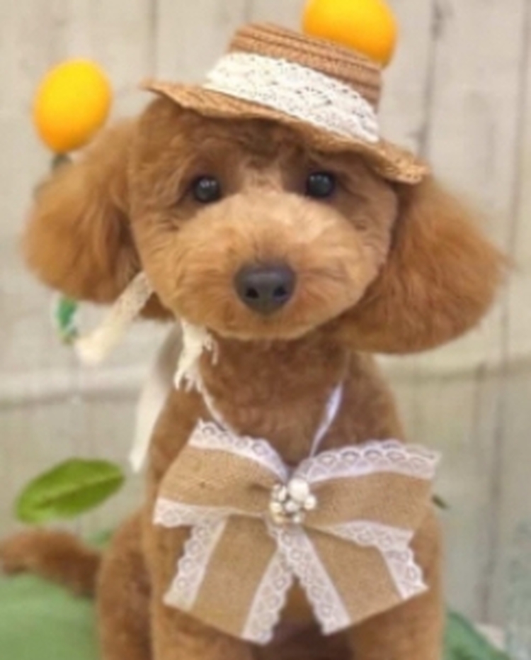 チャック・バス